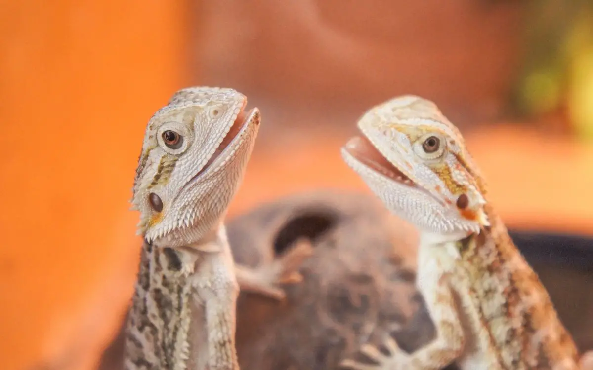 Baby-bearded-dragons-with-teeth-showing