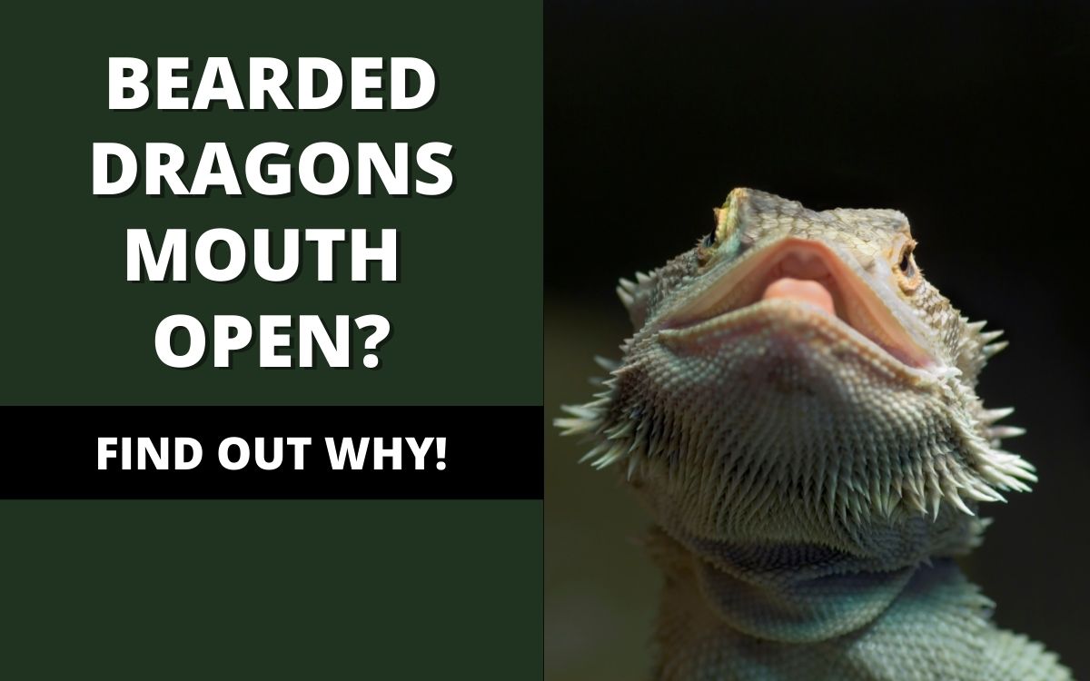 Bearded-dragon-mouth-open-banner