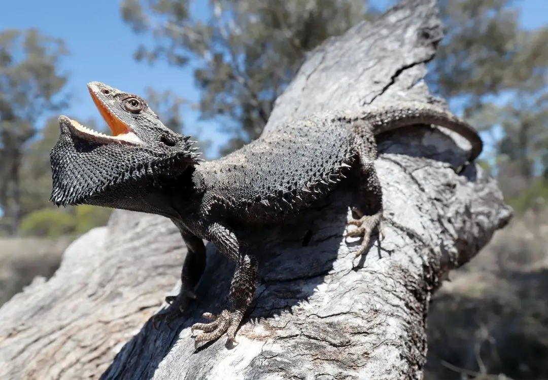Bearded-dragon-stretching-its-mouth