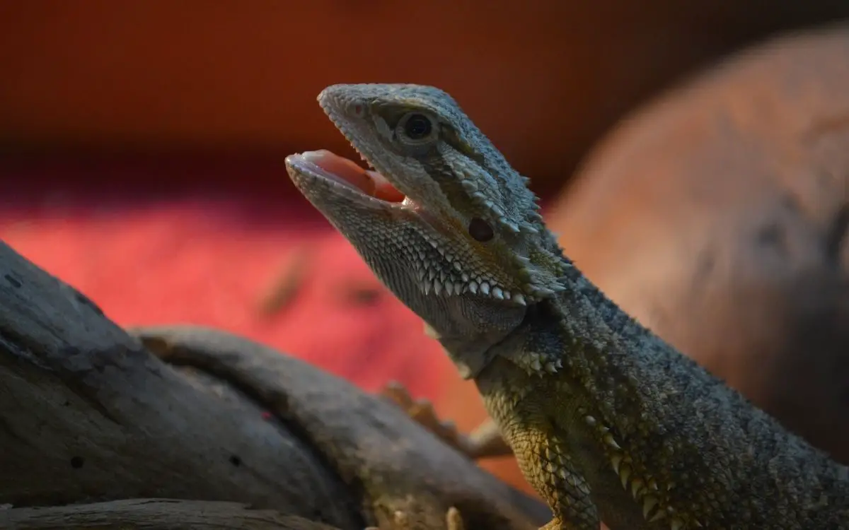 Bearded-dragon-with-its-mouth-open