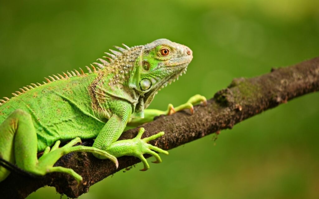 Green-iguana