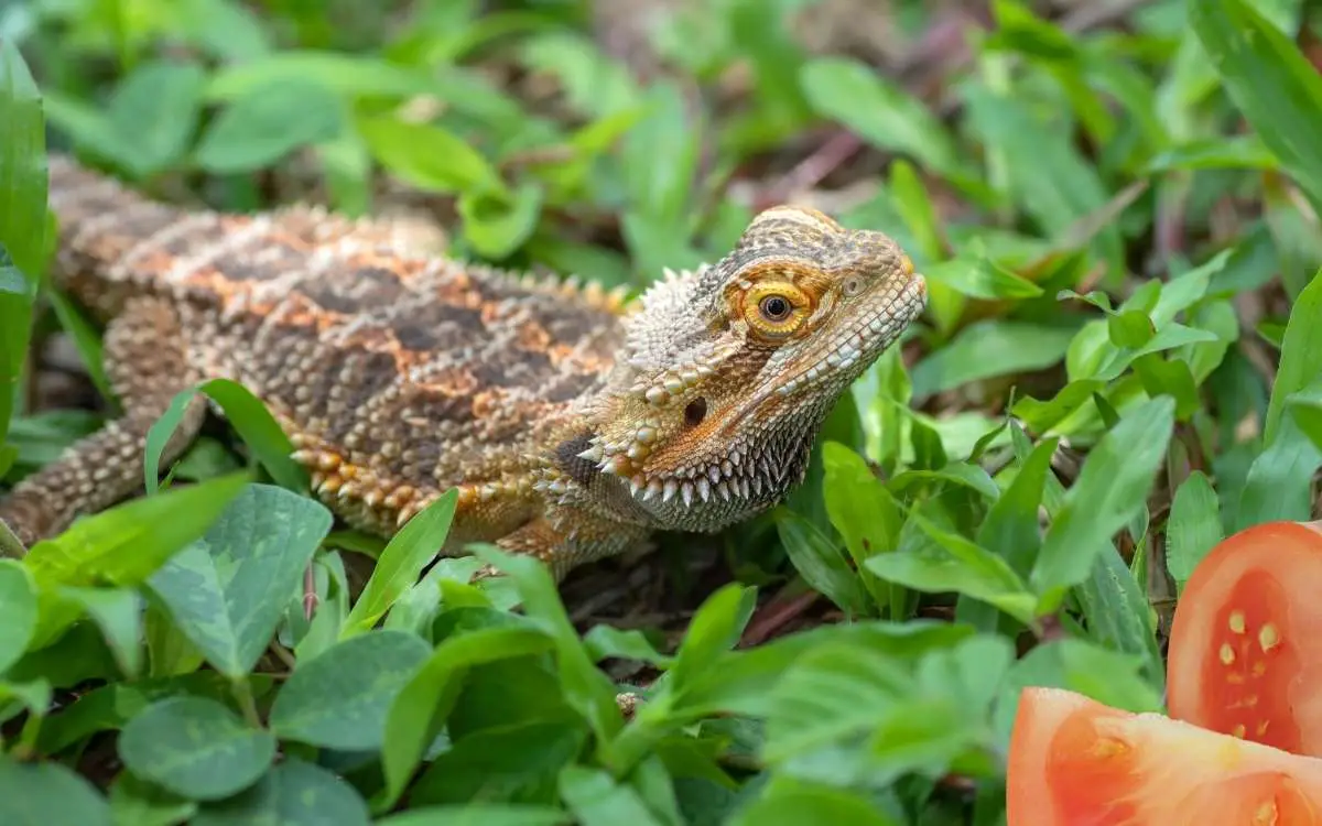Image-of-bearded-dragon-looking-at-tomato
