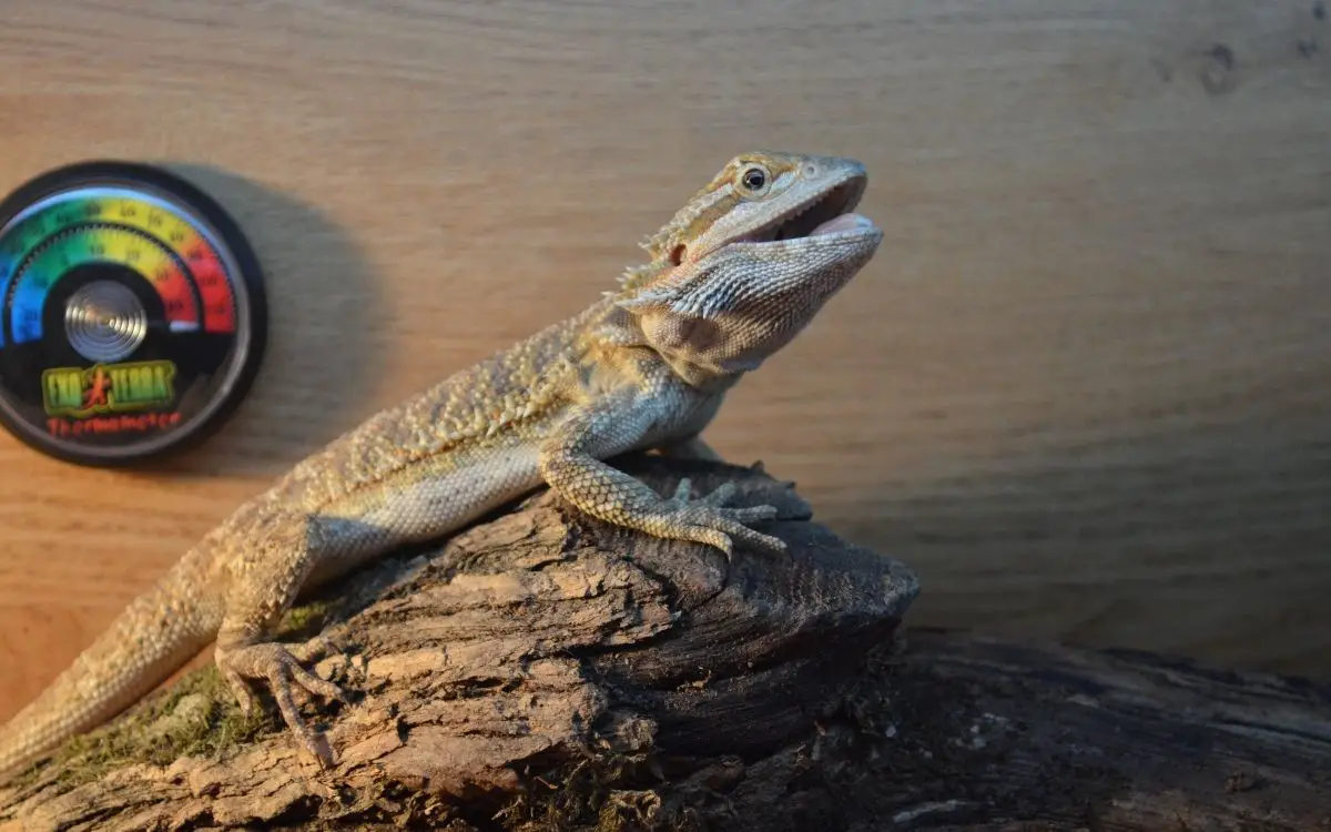 bearded-dragon-basking-with-its-mouth-open