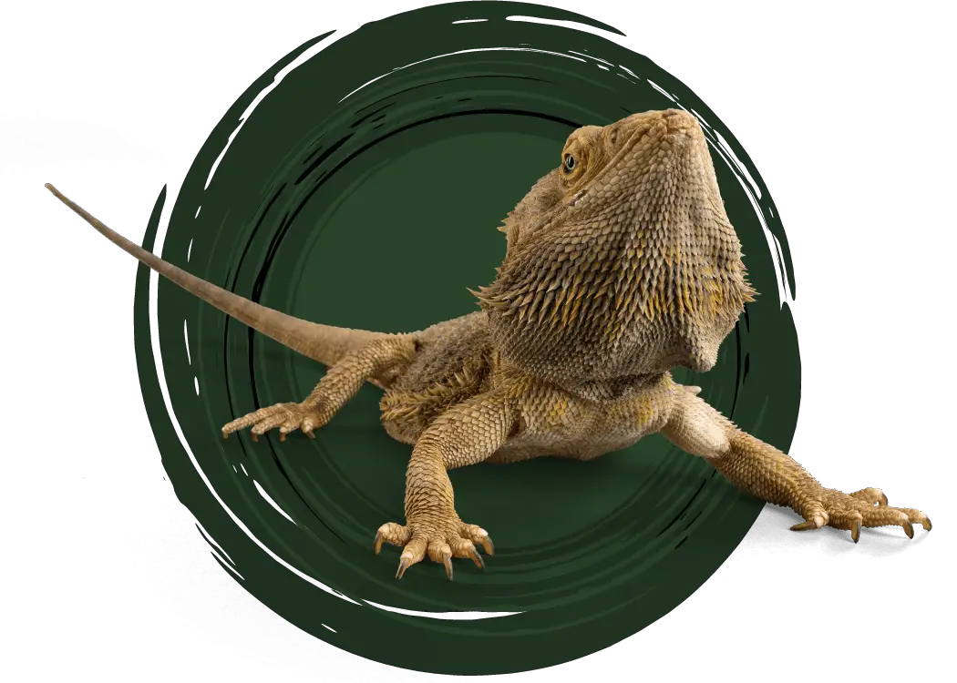 bearded-dragon-care-guide