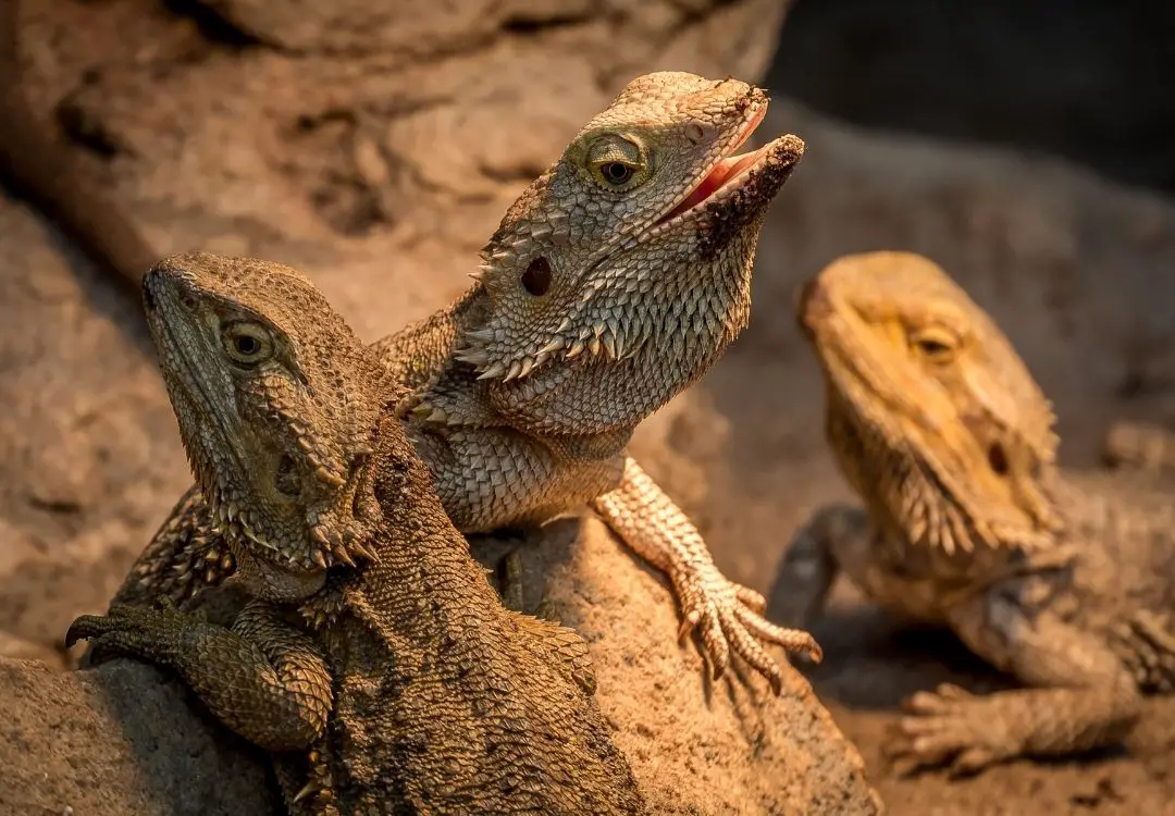 bearded-dragon-mouth-open-displaying-dominance
