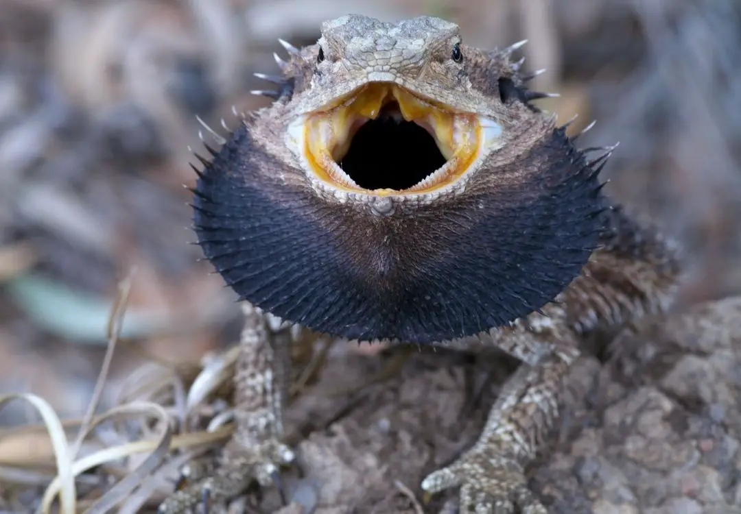 bearded-dragon-showing-signs-of-aggression-with-beard-black-and-mouth-open