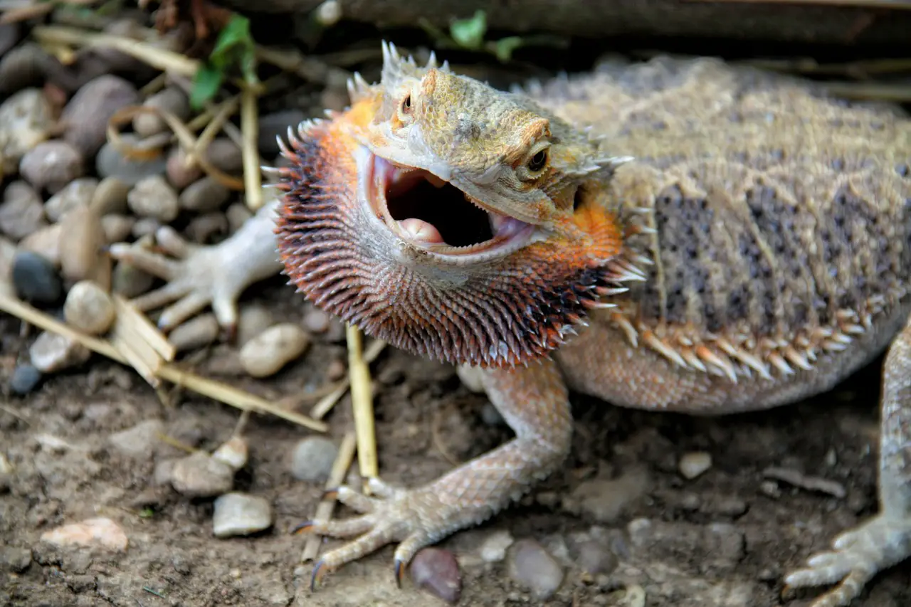 bearded-dragon-teeth-exposed