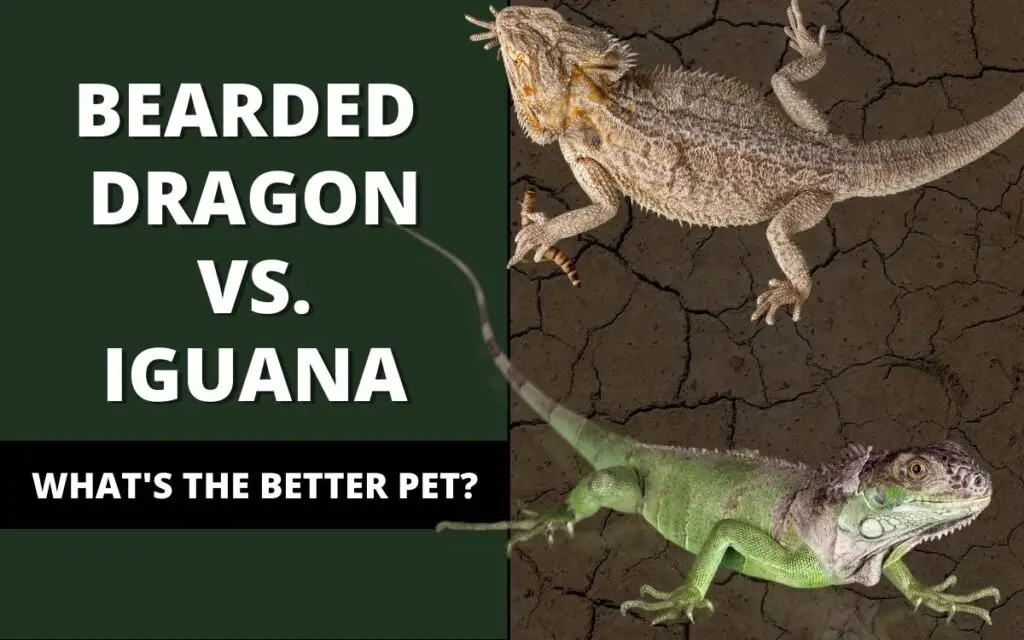 bearded dragon vs iguana banner