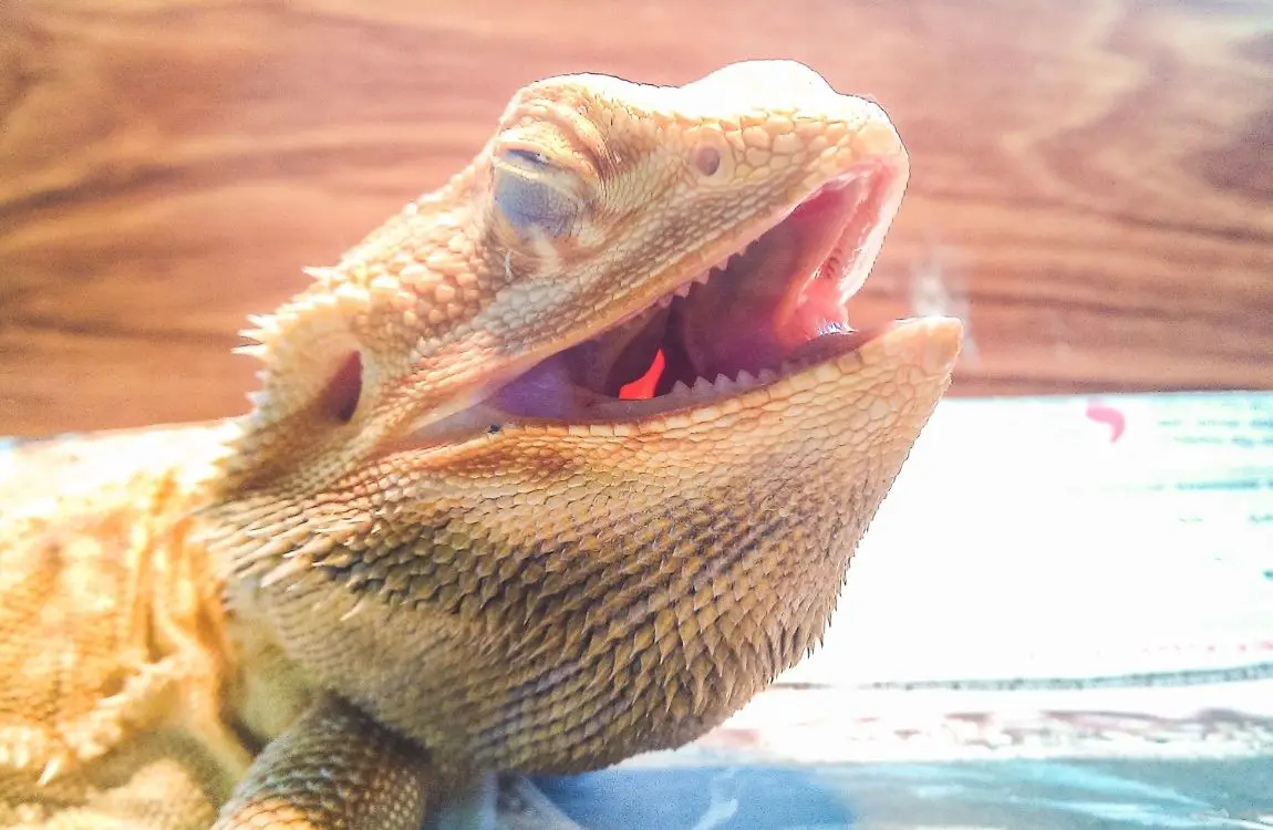 bearded-dragon-with-respiratory-infection