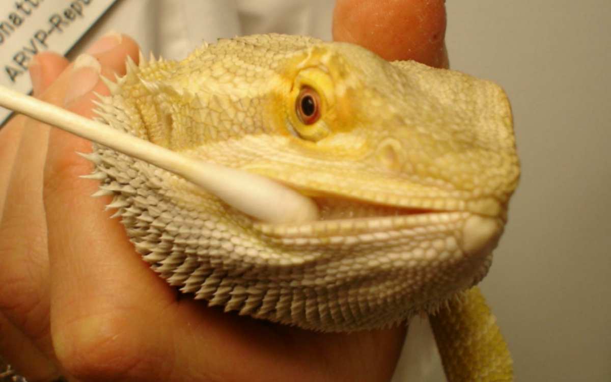 applying-betadine-to-bearded-dragons-mouth