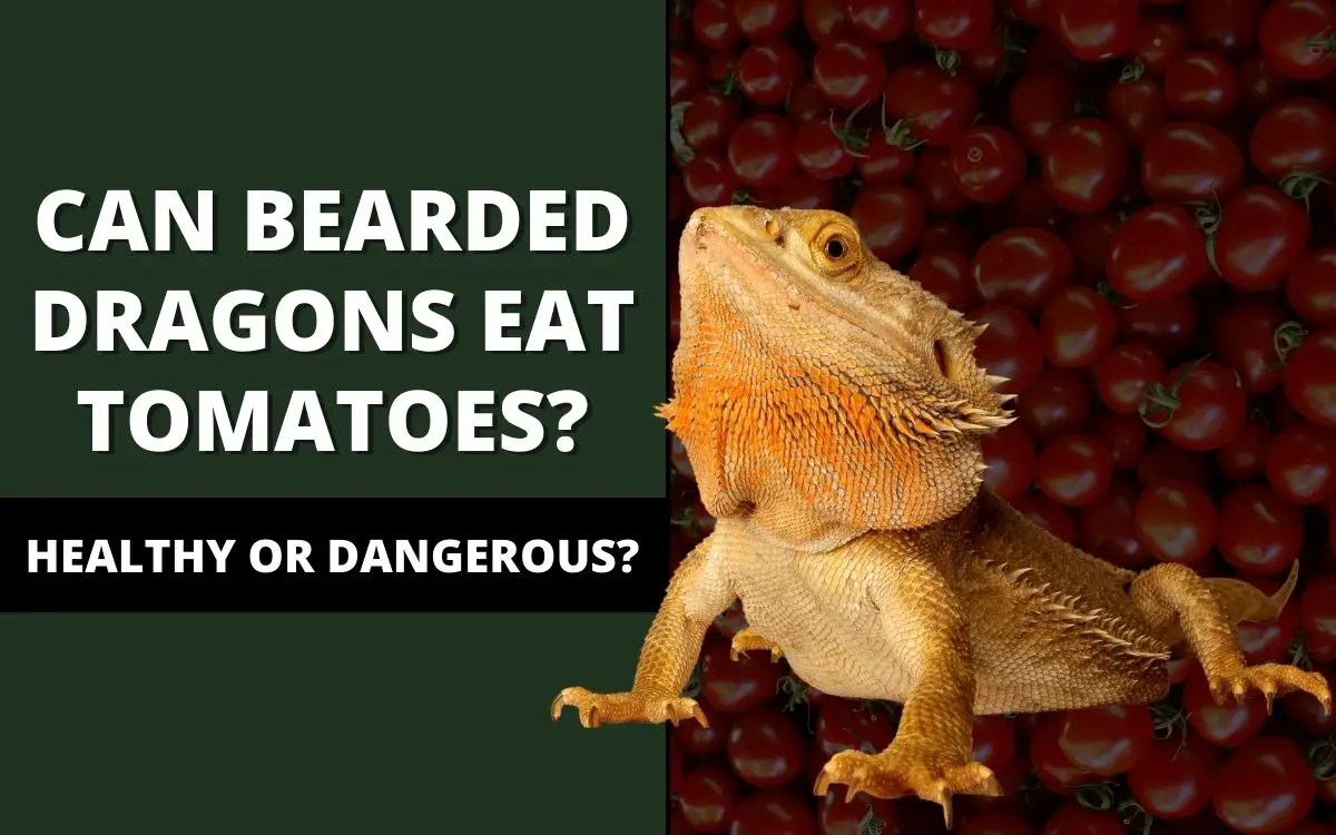 can-bearded-dragons-eat-tomatoes-banner