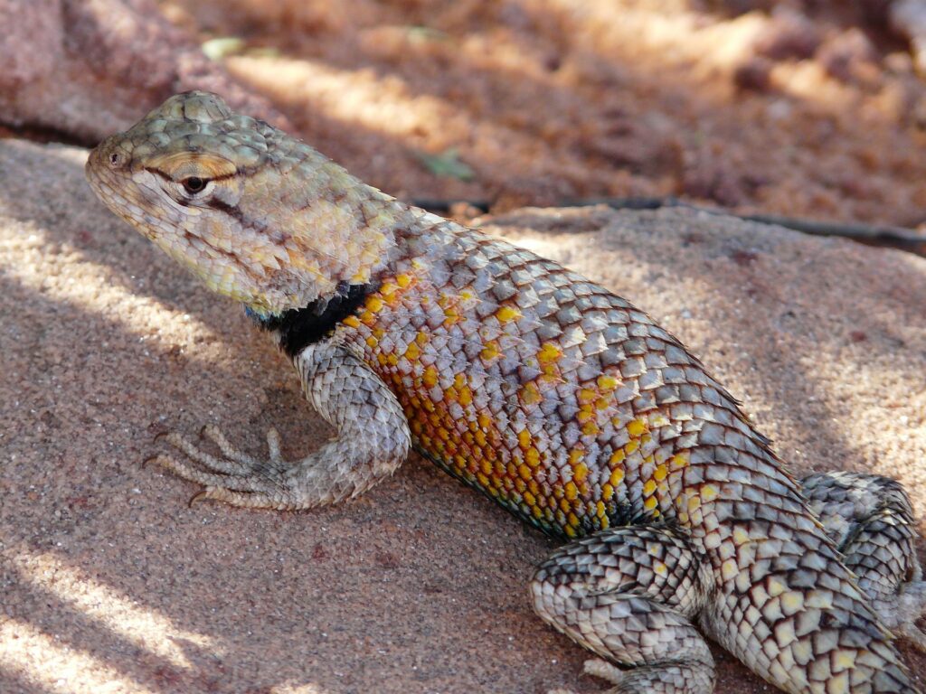 desert-iguana