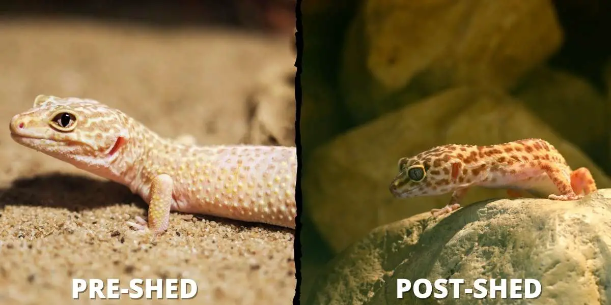 leopard-gecko-before-shed-vs-after-shed