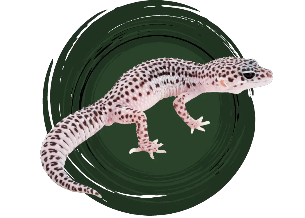 leopard-gecko-care-guide