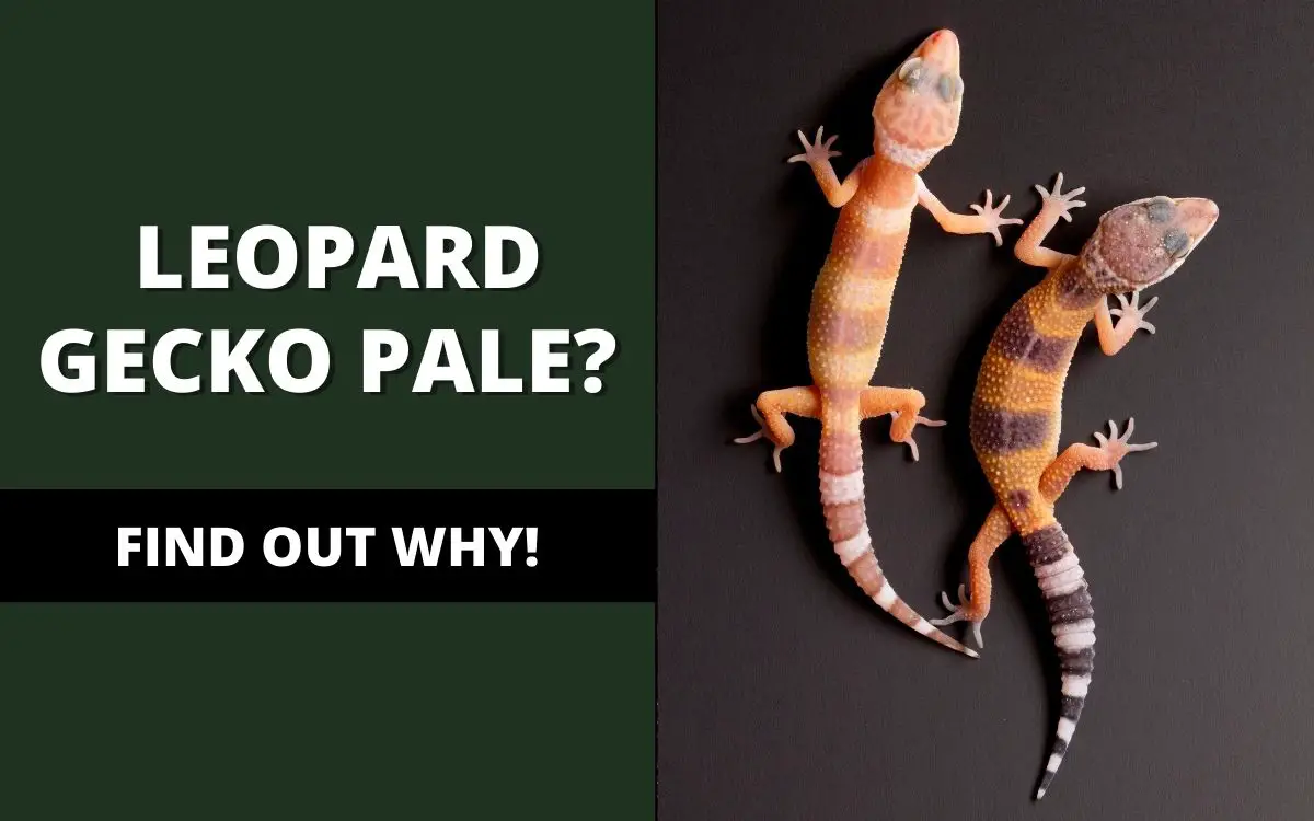 Why Is My Leopard Gecko Pale? (The TRUTH) - Reptile Maniac