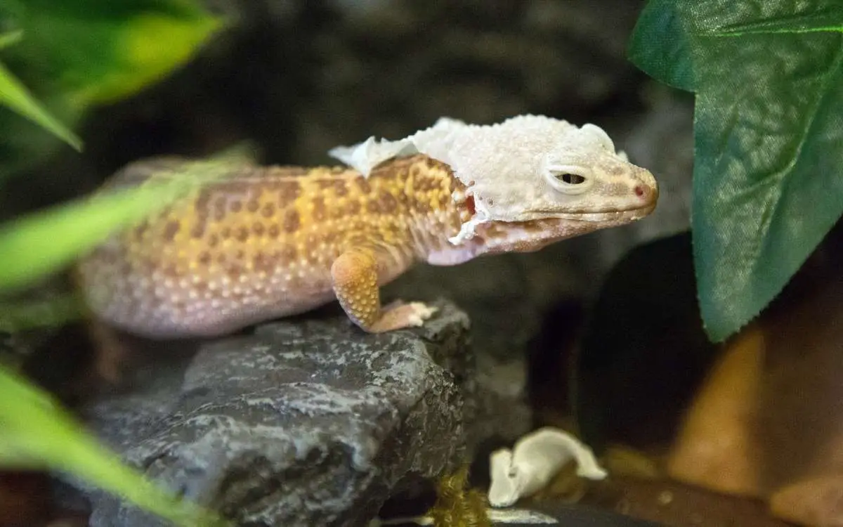 leopard-gecko-shed-stuck-on-head
