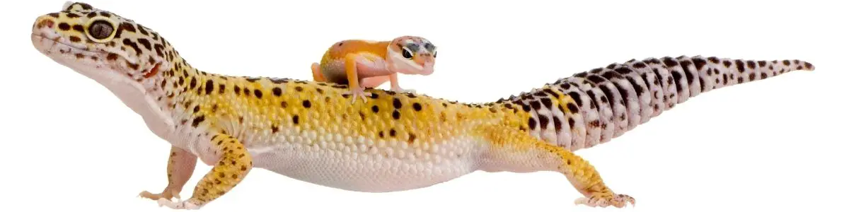 leopard-gecko-with-baby