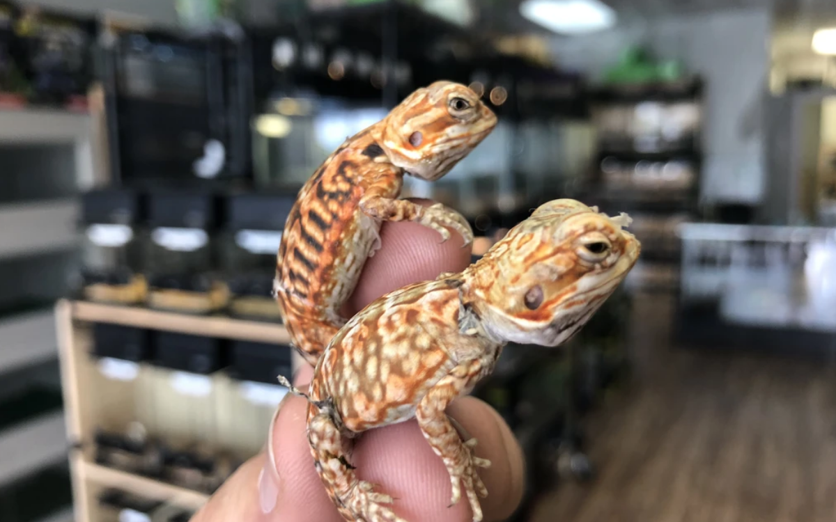 two-baby-silkie-bearded-dragons-in-hand