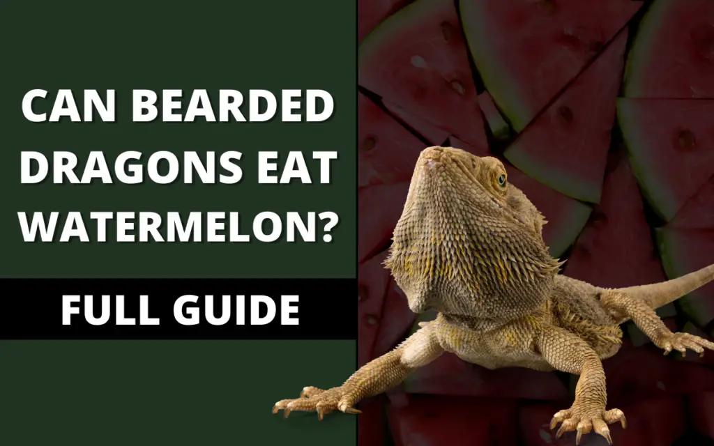 can-bearded-dragons-eat-watermelon-banner