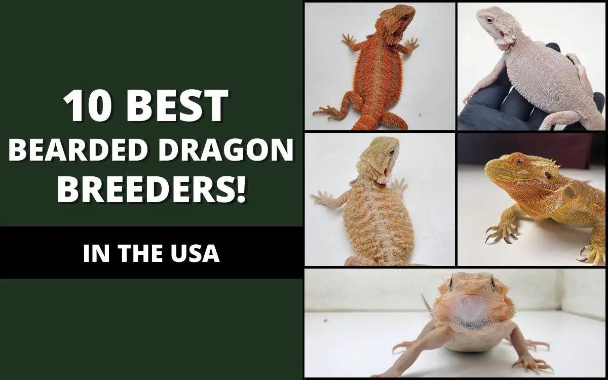 best-bearded-dragon-breeders-banner