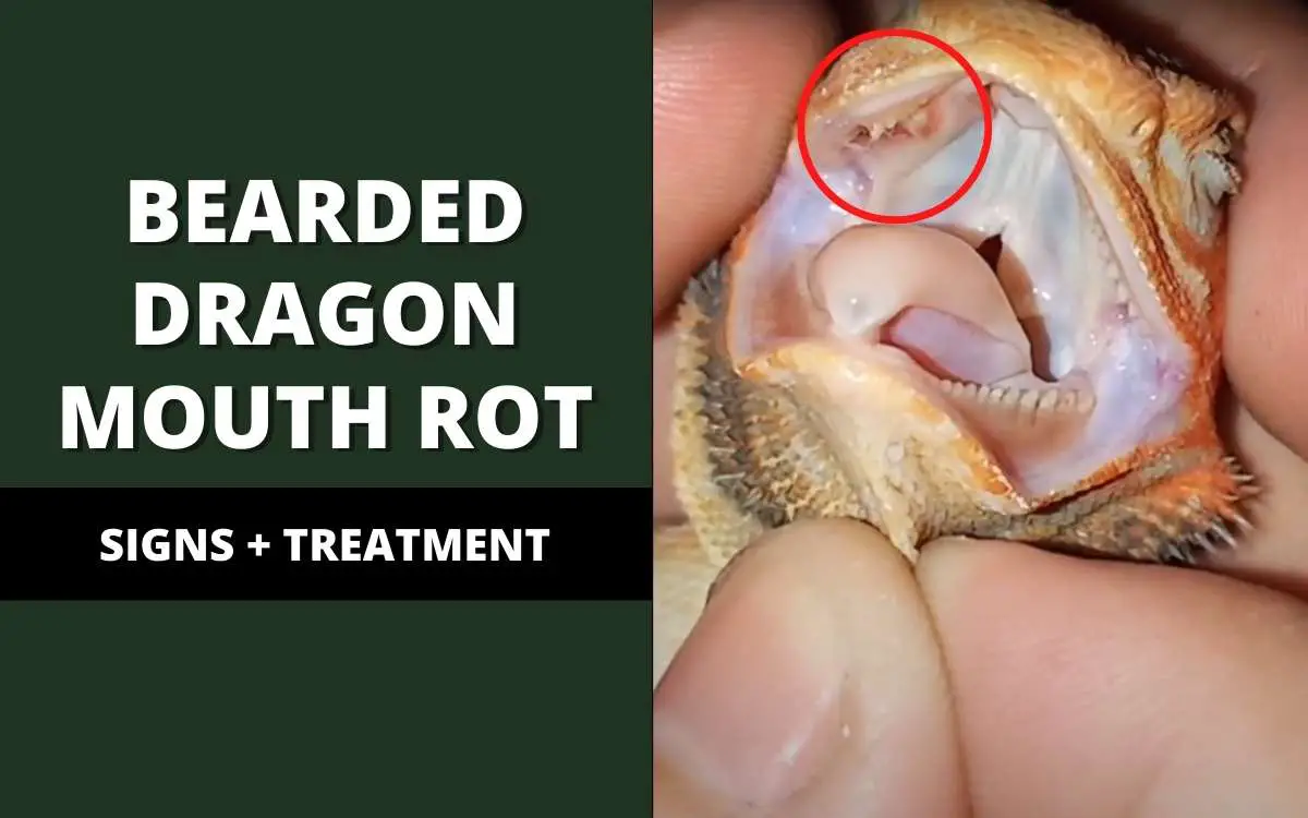 bearded-dragon-mouth-rot-banner