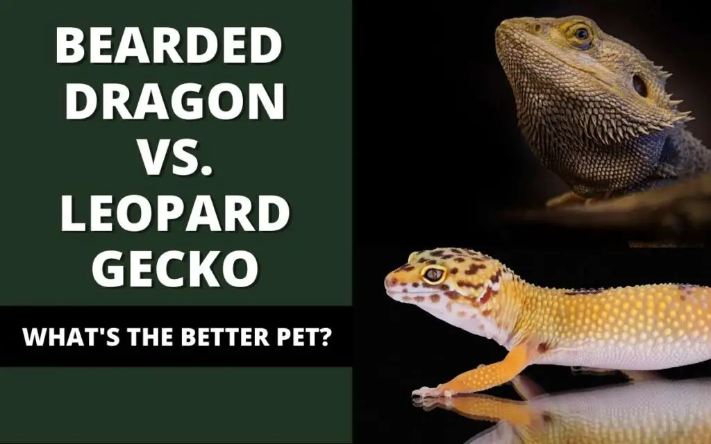 bearded-dragon-vs-leopard-gecko-banner