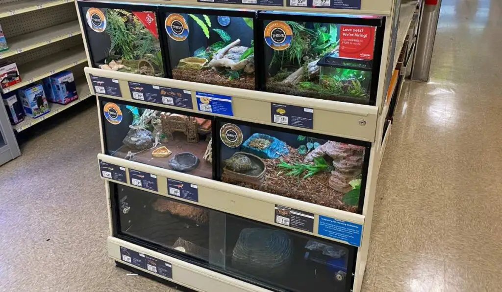 bearded-dragons-for-sale-at-petsmart