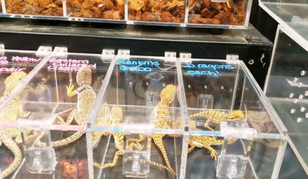 bearded-dragons-for-sale-at-reptile-expo