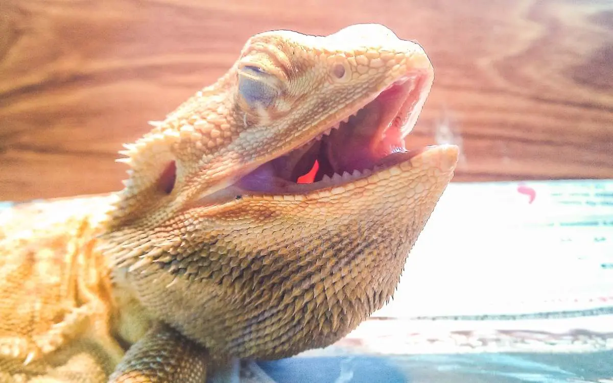 bearded_dragon_discolored_mouth