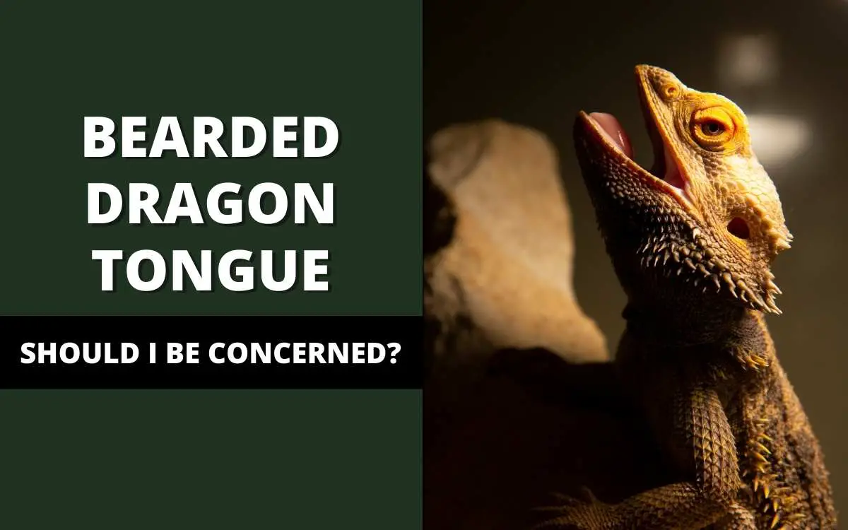 bearded_dragon_tongue_banner