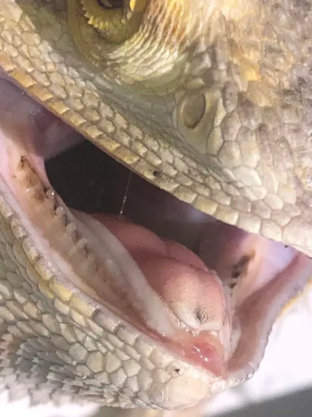 mouth-rot-example-bearded-dragon