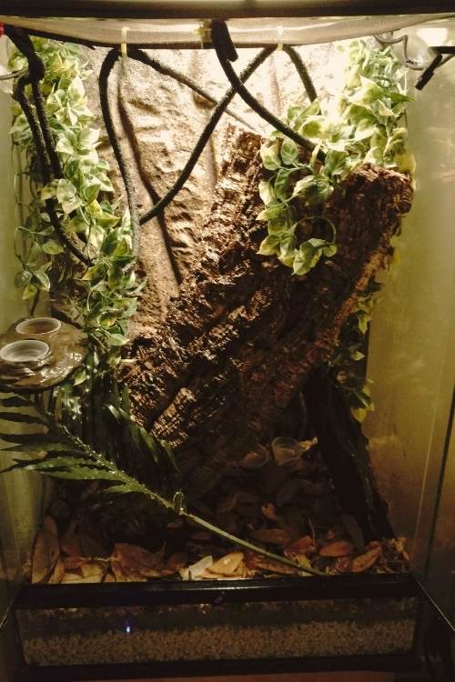 baby-crested-gecko-enclosure