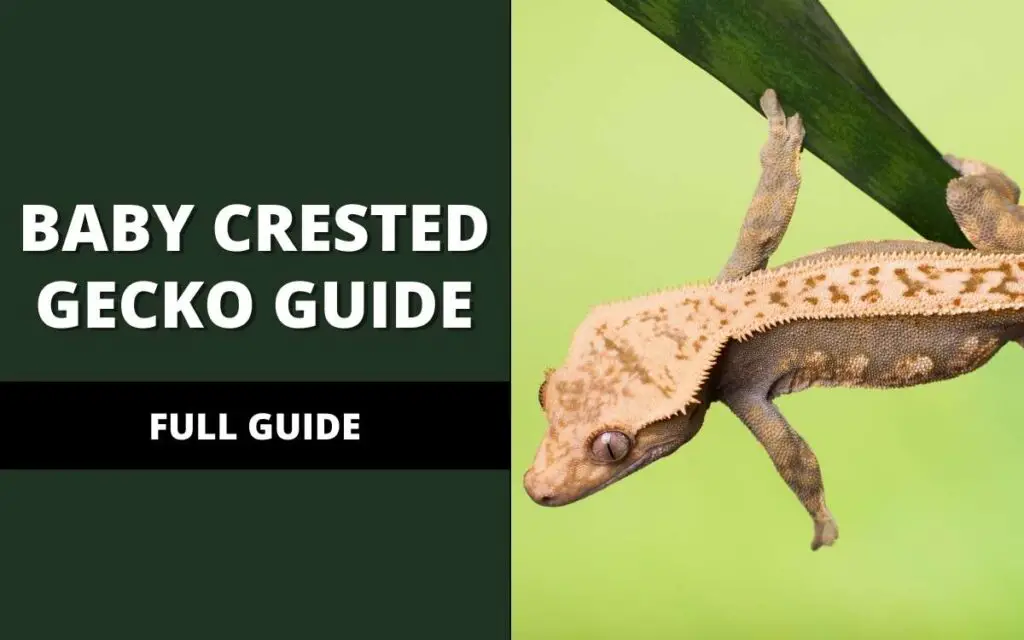 baby-crested-gecko-care-guide-banner