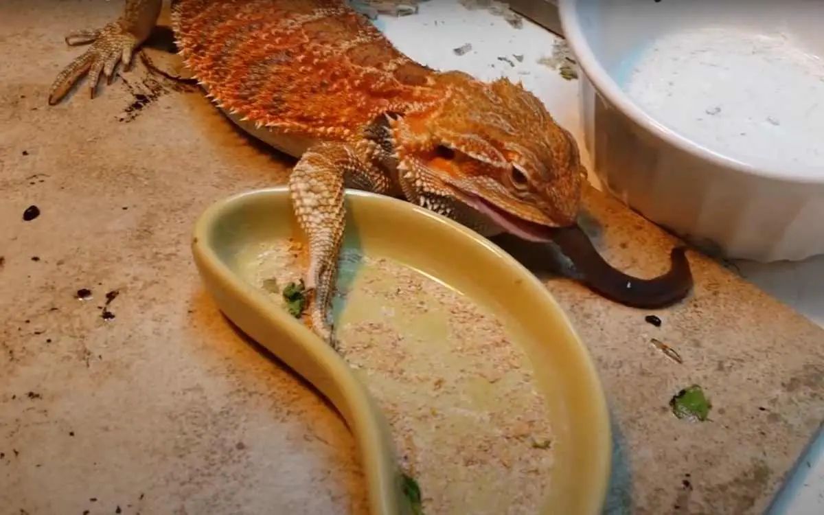 Can Bearded Dragons Eat Red Worms? (The TRUTH) Reptile Maniac