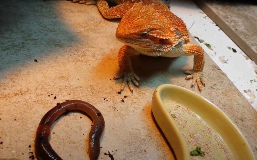 Are Red Wigglers Good For Bearded Dragons?
