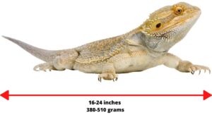 Bearded Dragon Care Guide (ULTIMATE Guide!) - Reptile Maniac