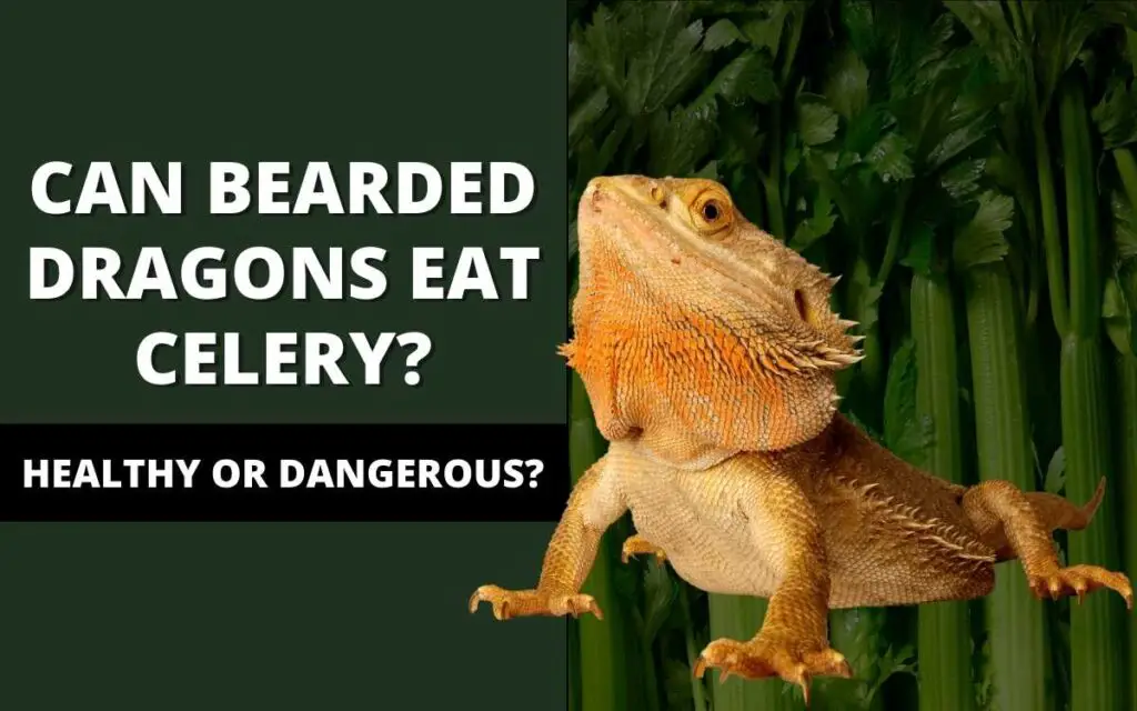 can-bearded-dragons-eat-celery-banner