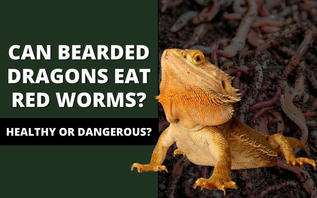can-bearded-dragons-eat-red-worms-banner