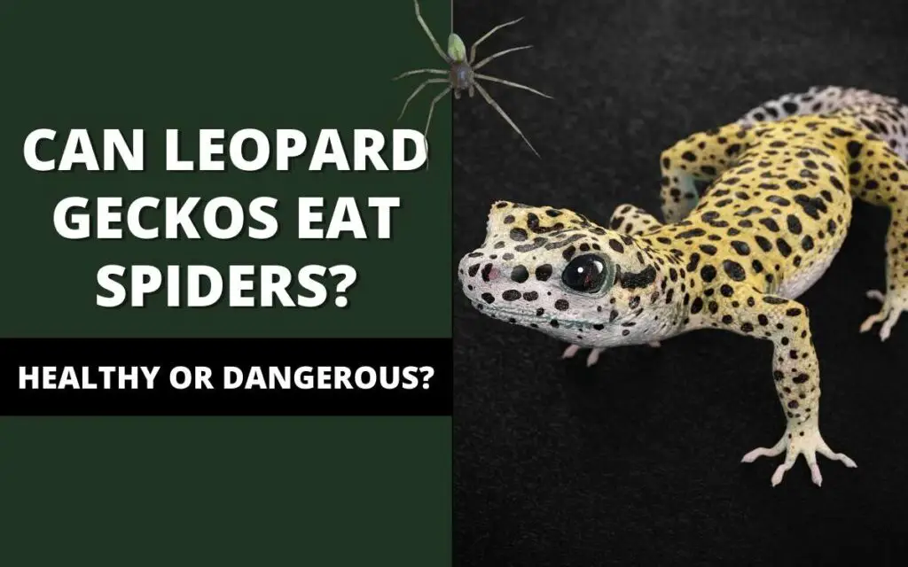 can-leopard-geckos-eat-spiders-banner