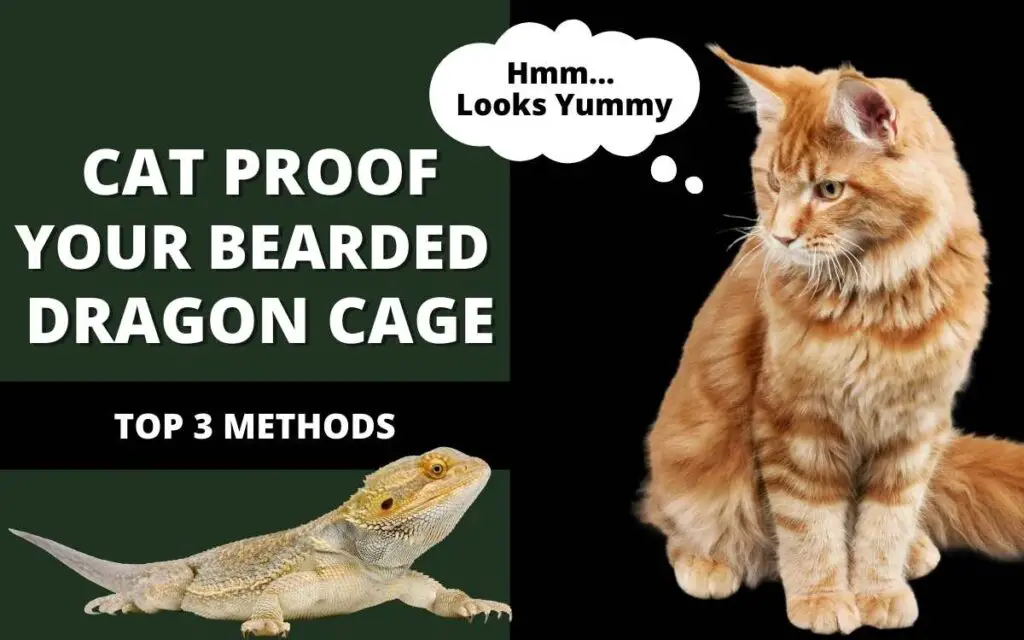 cat-proof-bearded-dragon-cage-banner