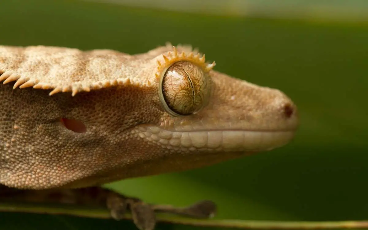 Crested Gecko Shedding Guide 