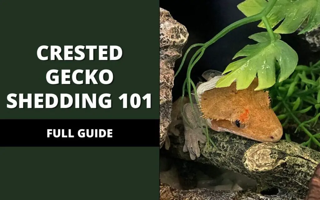 crested-gecko-shedding-banner