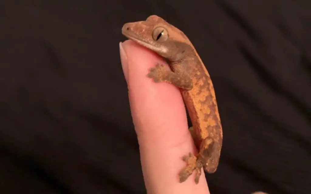 handling-a-baby-crested-gecko-on-finger