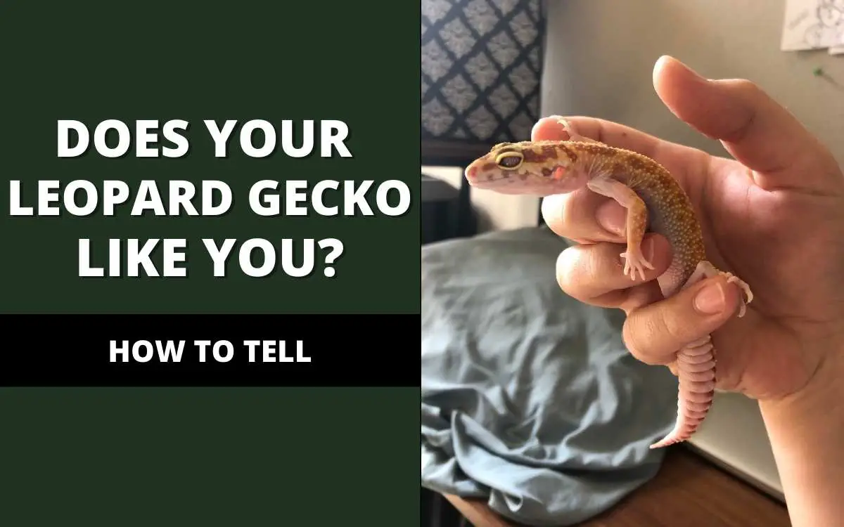 how-to-tell-if-your-leopard-gecko-likes-you