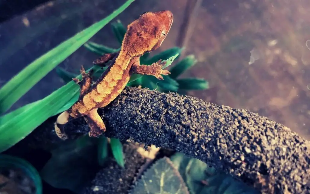 juvenile-crested-gecko-hanging-on-vine