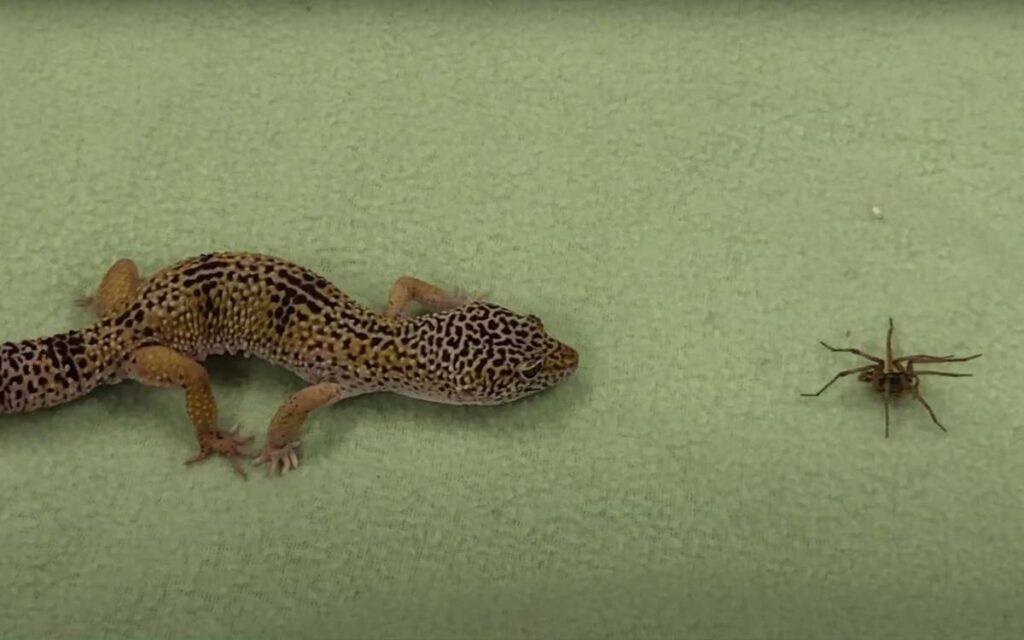 leopard-gecko-eating-a-spider