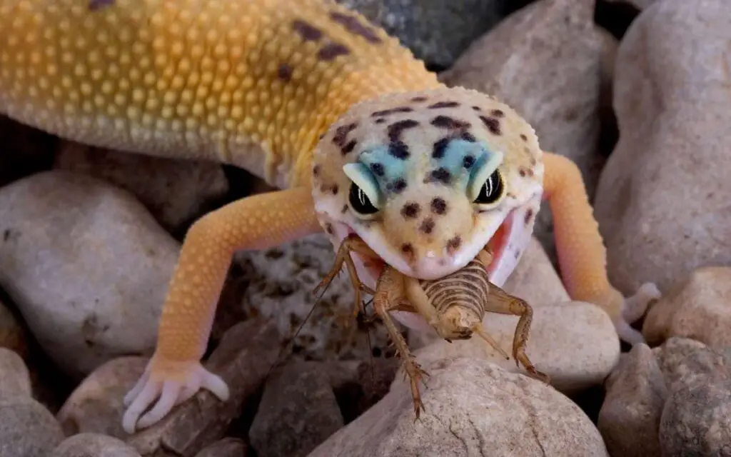leopard-gecko-eating-worm