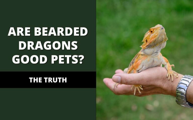 Are Bearded Dragons Good Pets? (The Truth!) - Reptile Maniac