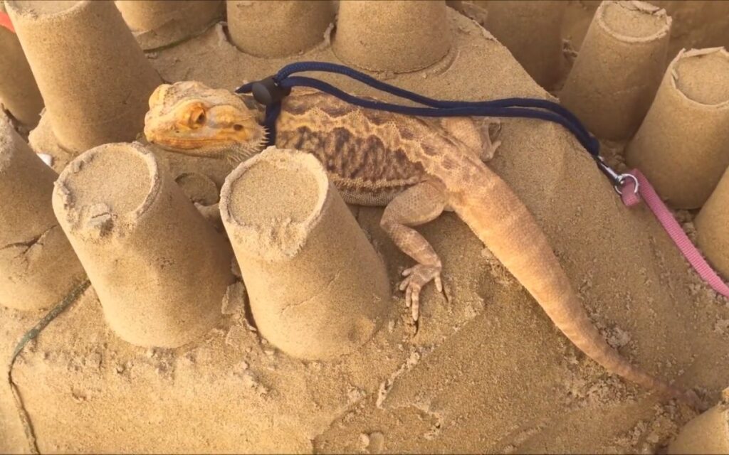 bearded-dragon-playing-on-sandcastle-at-beach