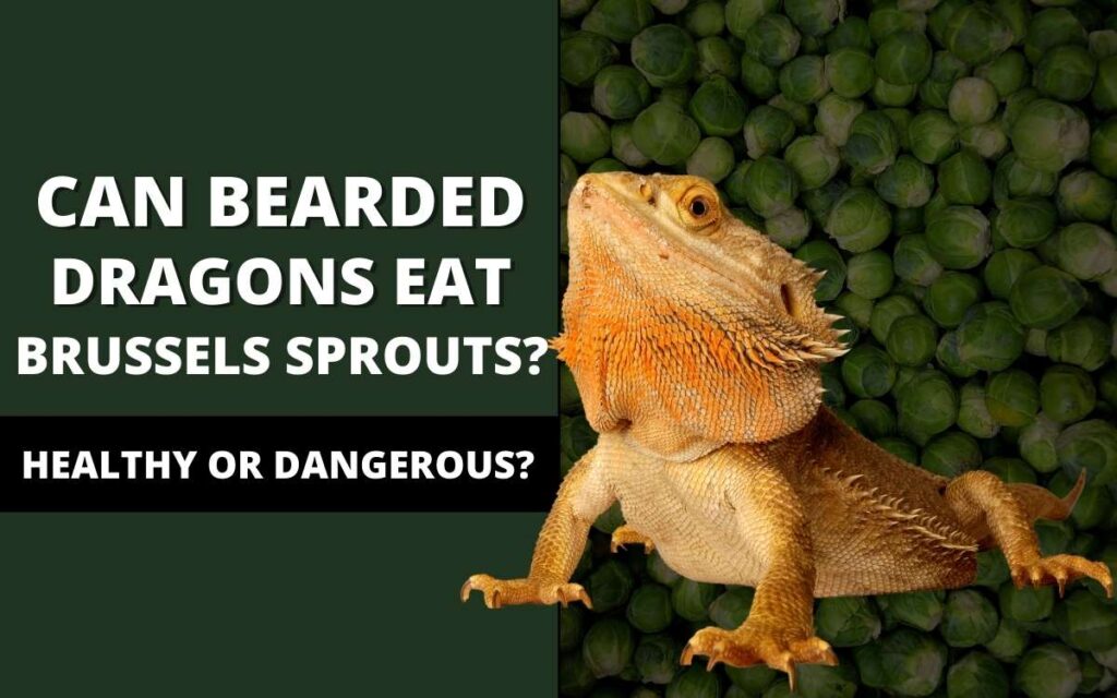 bearded dragons eat brussel sprouts